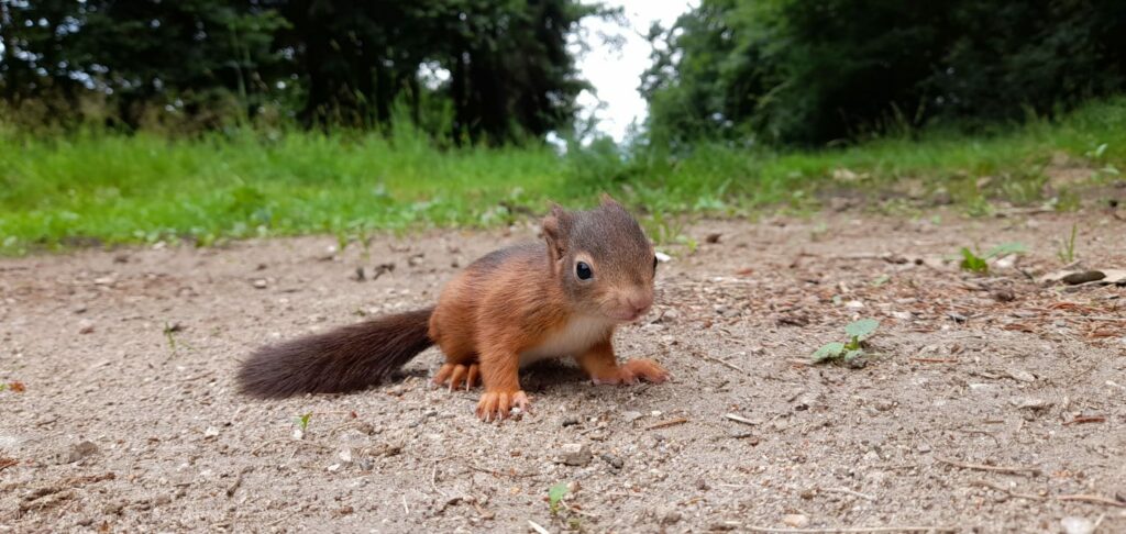 Eichhörnchen am Boden 2.0