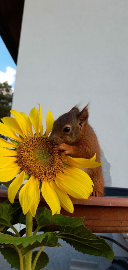 Eichhörnchen isst Blume