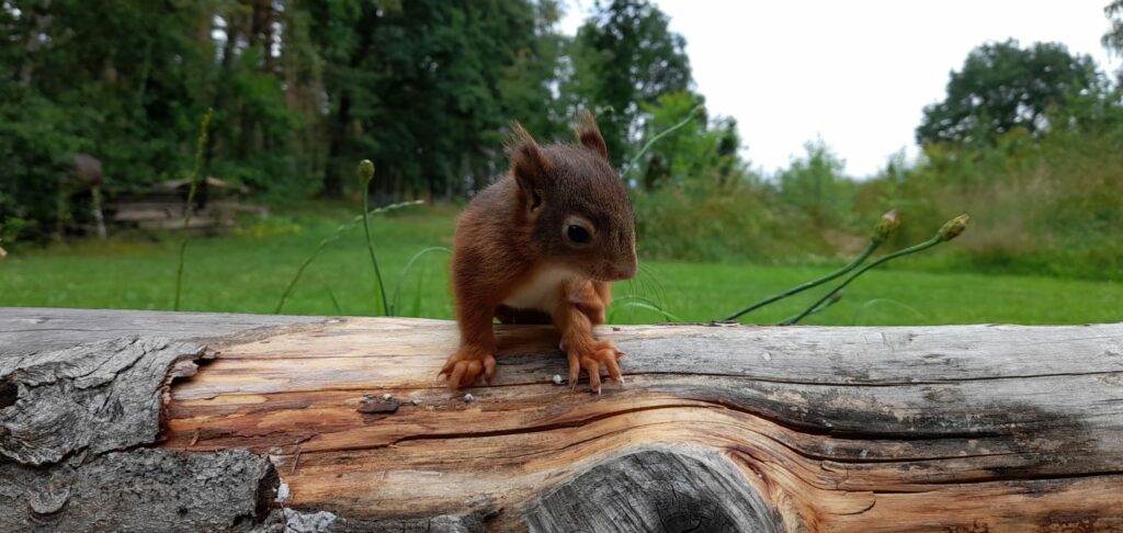 Eichhörnchen auf Baum