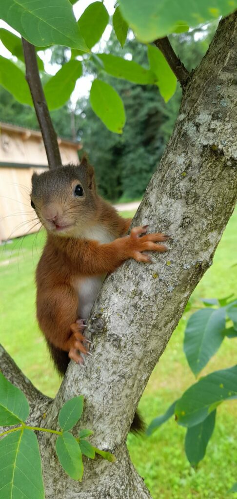 Eichhörnchen sitzend auf einem Ast