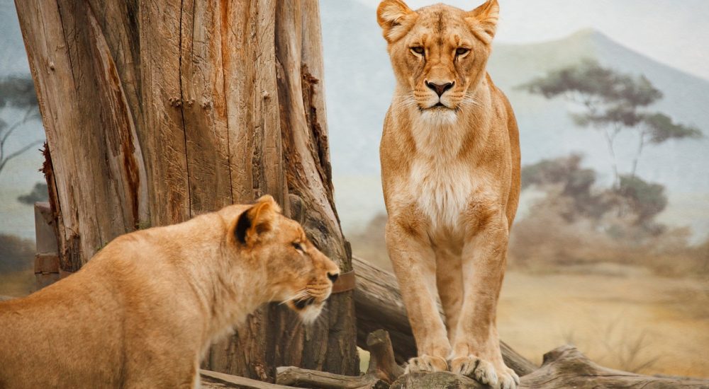 lions-21787_1280